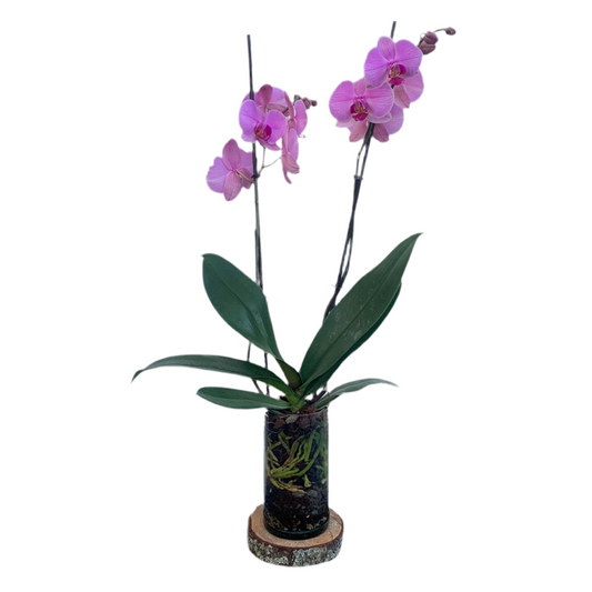 Orquídea Premium Lila Multiflora