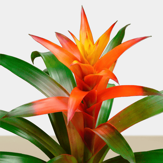 koke Bromelia Guzm. jazz