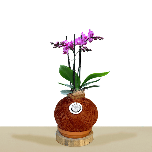 Koke Orquídea Premium Multiflora Purpura 3v