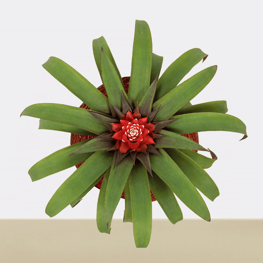 koke Bromelia Guzm. Priscilla