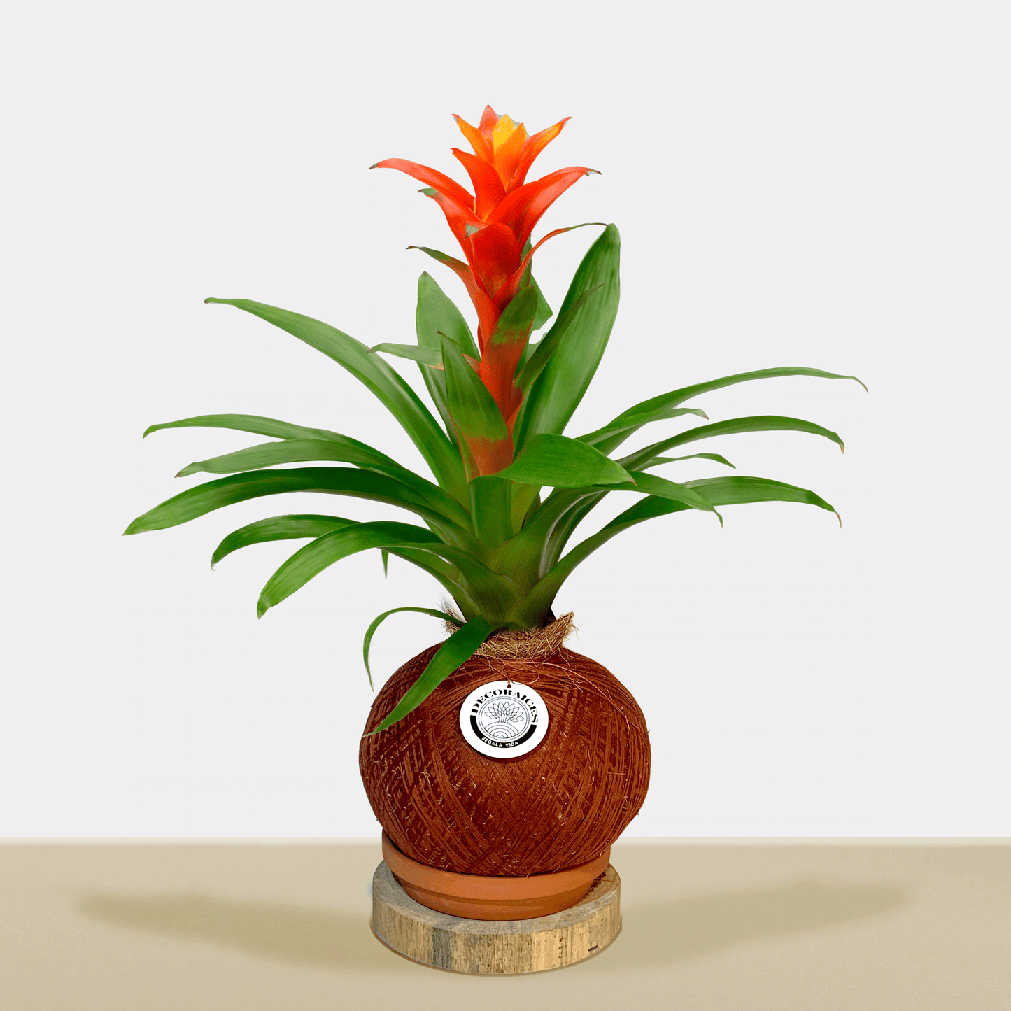 koke Bromelia Guzm. jazz