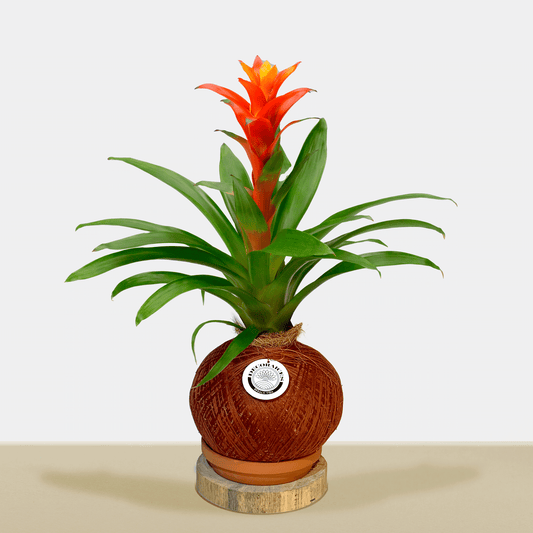 koke Bromelia Guzm. jazz