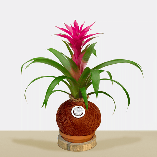 koke Bromelia Guzm. Voila