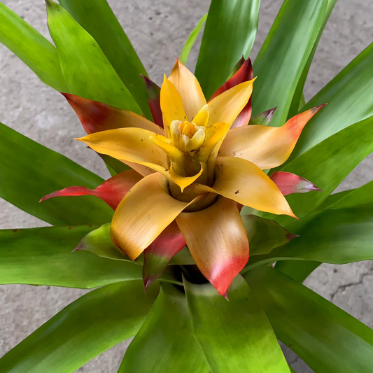 koke Bromelia Guzm. Flava