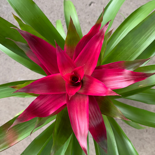 koke Bromelia Guzm. Voila