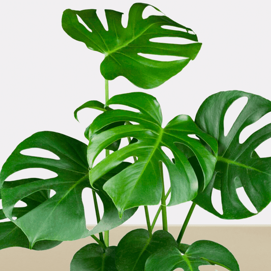 koke Monstera