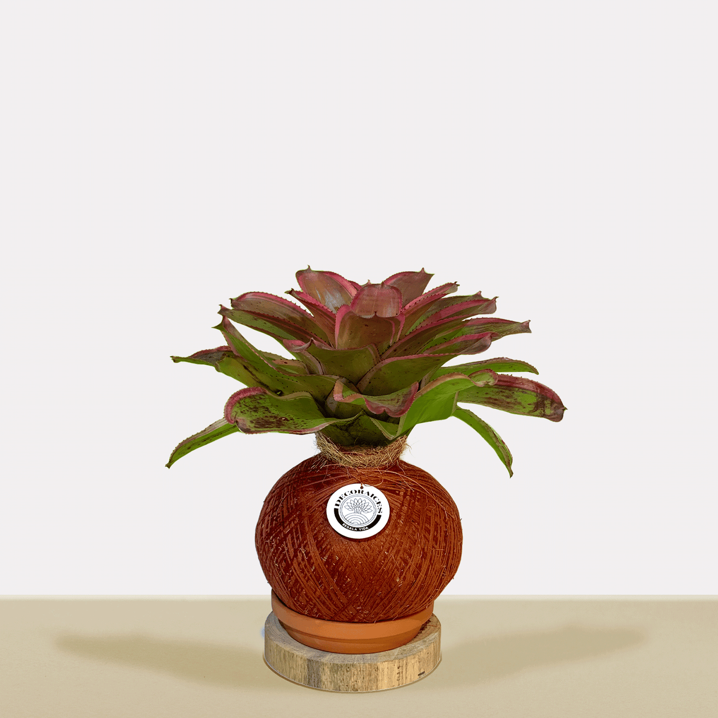 Kokedama Neor. concentrica