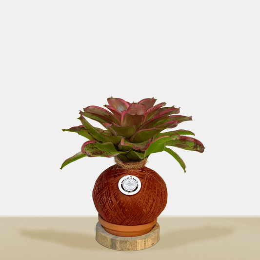 Kokedama Neor. concentrica