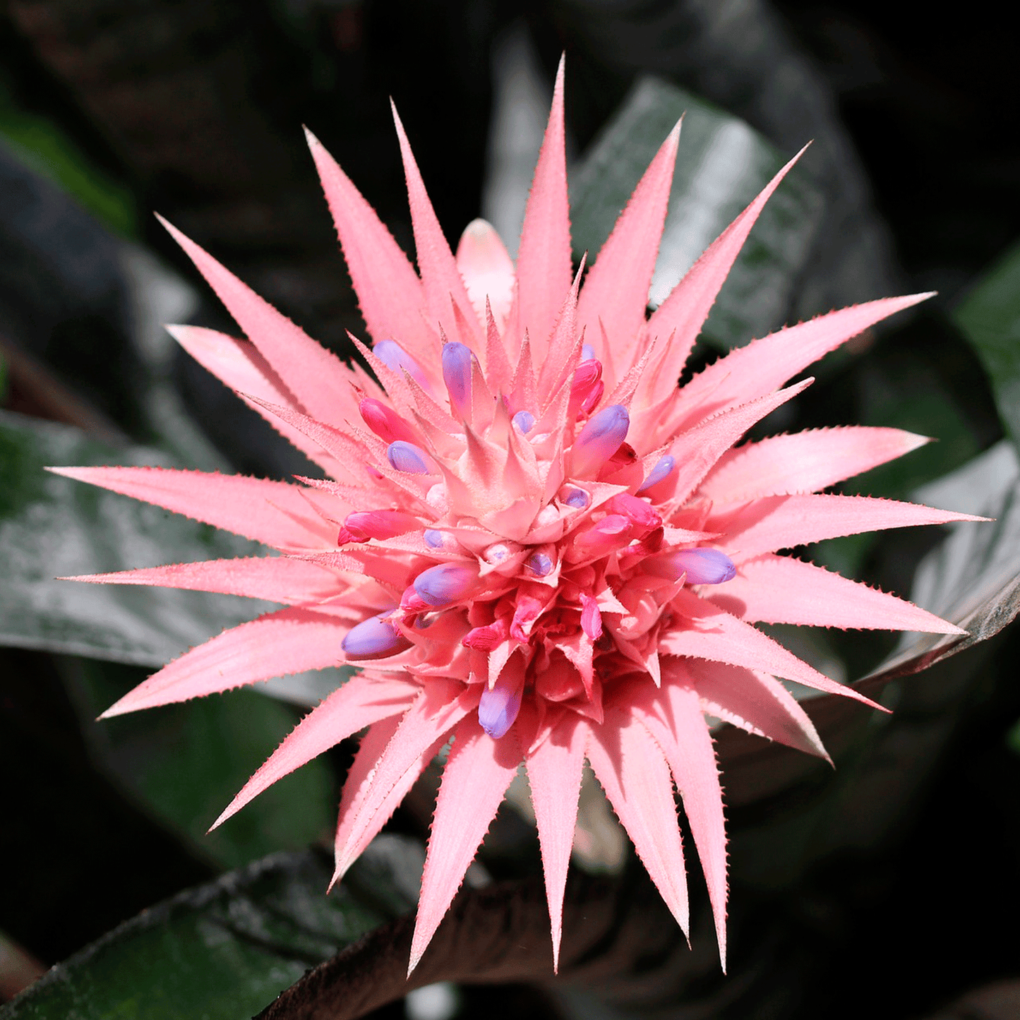 koke Bromelia Aechmea. Fasciata Piñuela