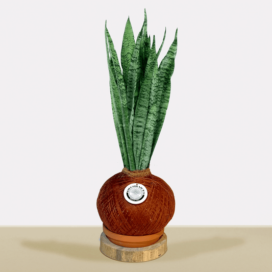 koke Sansevieria Zeylanica