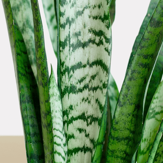 koke Sansevieria Zeylanica