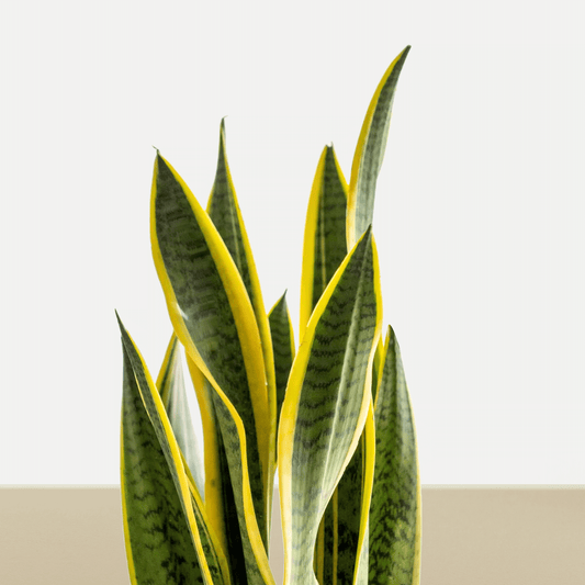 koke Sansevieria trifasciata