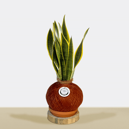 koke Sansevieria trifasciata