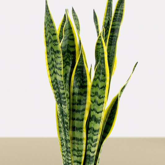 koke Sansevieria trifasciata Grande