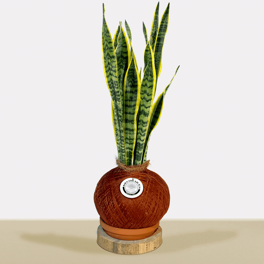 koke Sansevieria trifasciata Grande