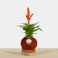 kokedama Vrie. Sparkle