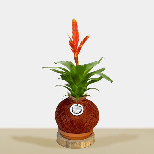 kokedama Vrie. Sparkle