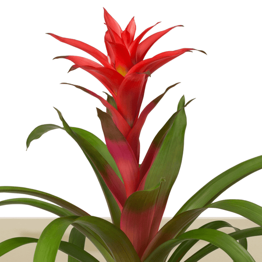 koke Bromelia Guzm. Allegra