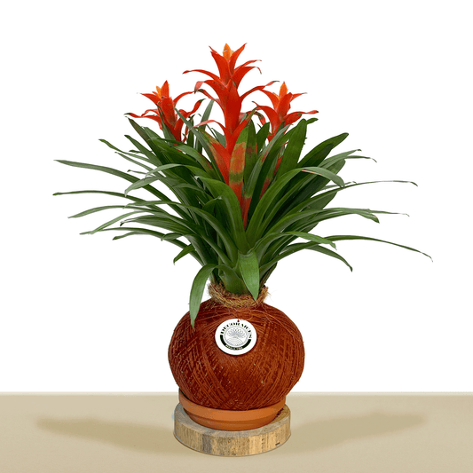 Koke Bromelia Guzm. jazz en arreglo