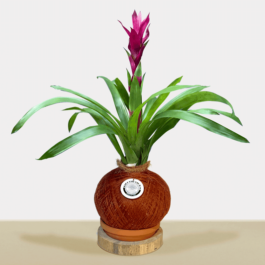 koke Bromelia Guzm. Dance