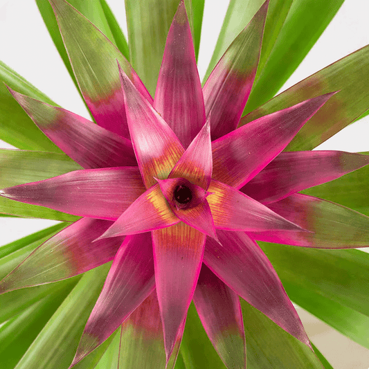 koke Bromelia Guzm. Cavado