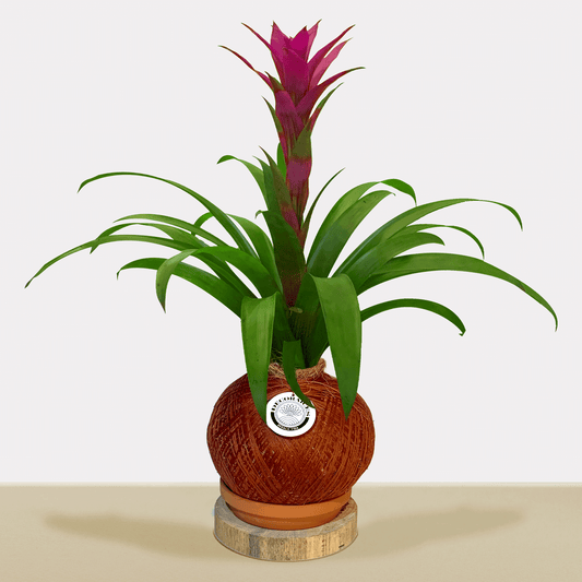 koke Bromelia Guzm. Cavado