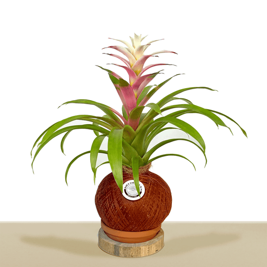 koke Bromelia Guzm. Chronos