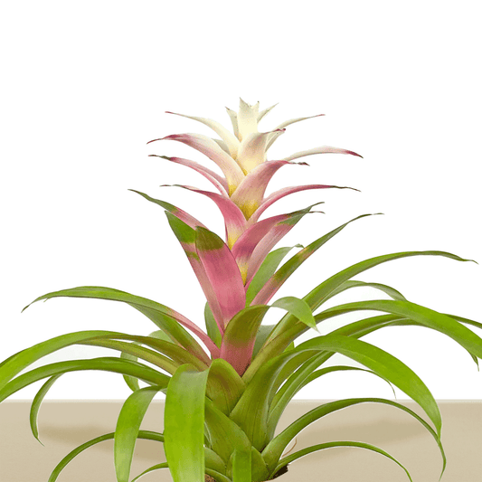 koke Bromelia Guzm. Chronos