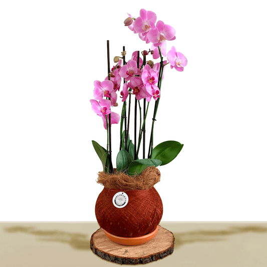 Koke Orquídea Premium Rosa 2V