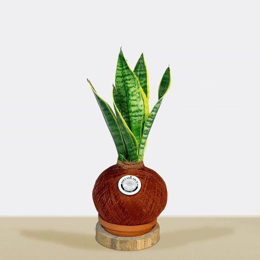 koke sansevieria enana