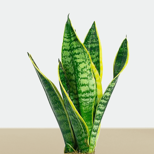 koke sansevieria enana