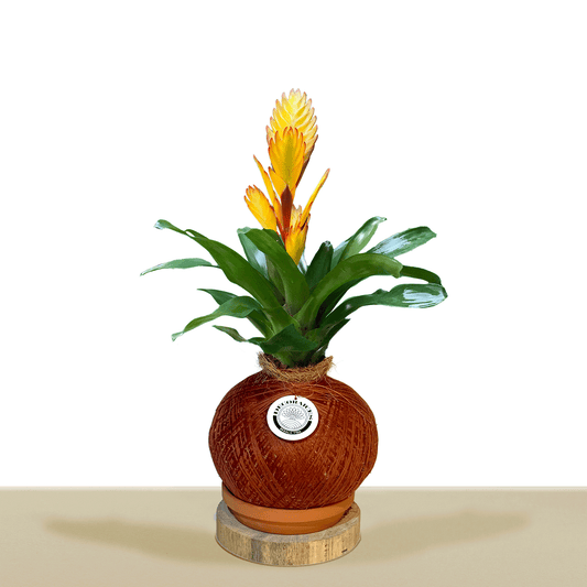 koke Bromelia Guzm. Electric