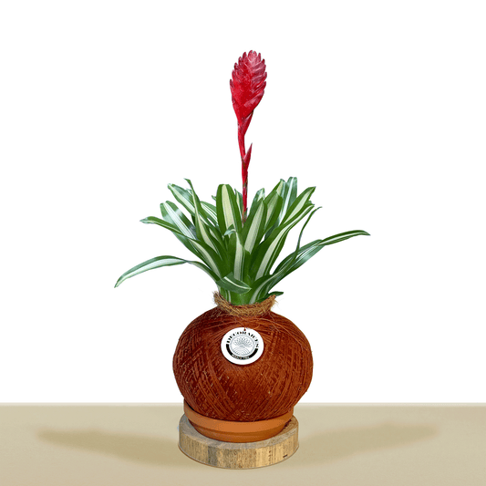 koke Bromelia Tiffany